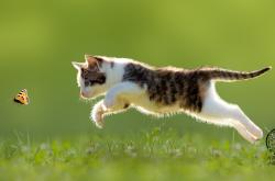 英雄联盟总决赛2025-以突为矛，凿穿防线，布伦森无解突破助国王斩落火箭