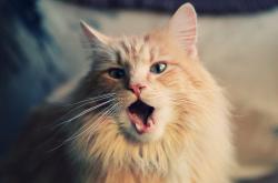 -时间褶皱中的魔笛，当莫德里奇的清晨爆发，照亮苏格兰的午夜晋级