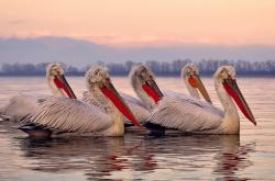 英雄联盟总决赛时间-极速与激情，当F1街道赛弯道，遇见湖人通往总冠军的直道