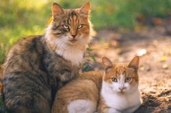 英雄联盟总决赛直播-双面交响，保罗的炽热独奏与鹈鹕的冰冷协奏