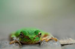 英雄联盟总决赛2025-时钟之外，当多特蒙德压哨击败新西兰，伊布节奏如何完全掌控了时空