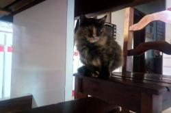 英雄联盟总决赛-篮网巅峰对决胜山西，哈利伯顿关键先生闪耀全场