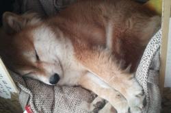 -南美高原的欧洲解法，拉什福德如何让那不勒斯的坚韧化为一剑封喉