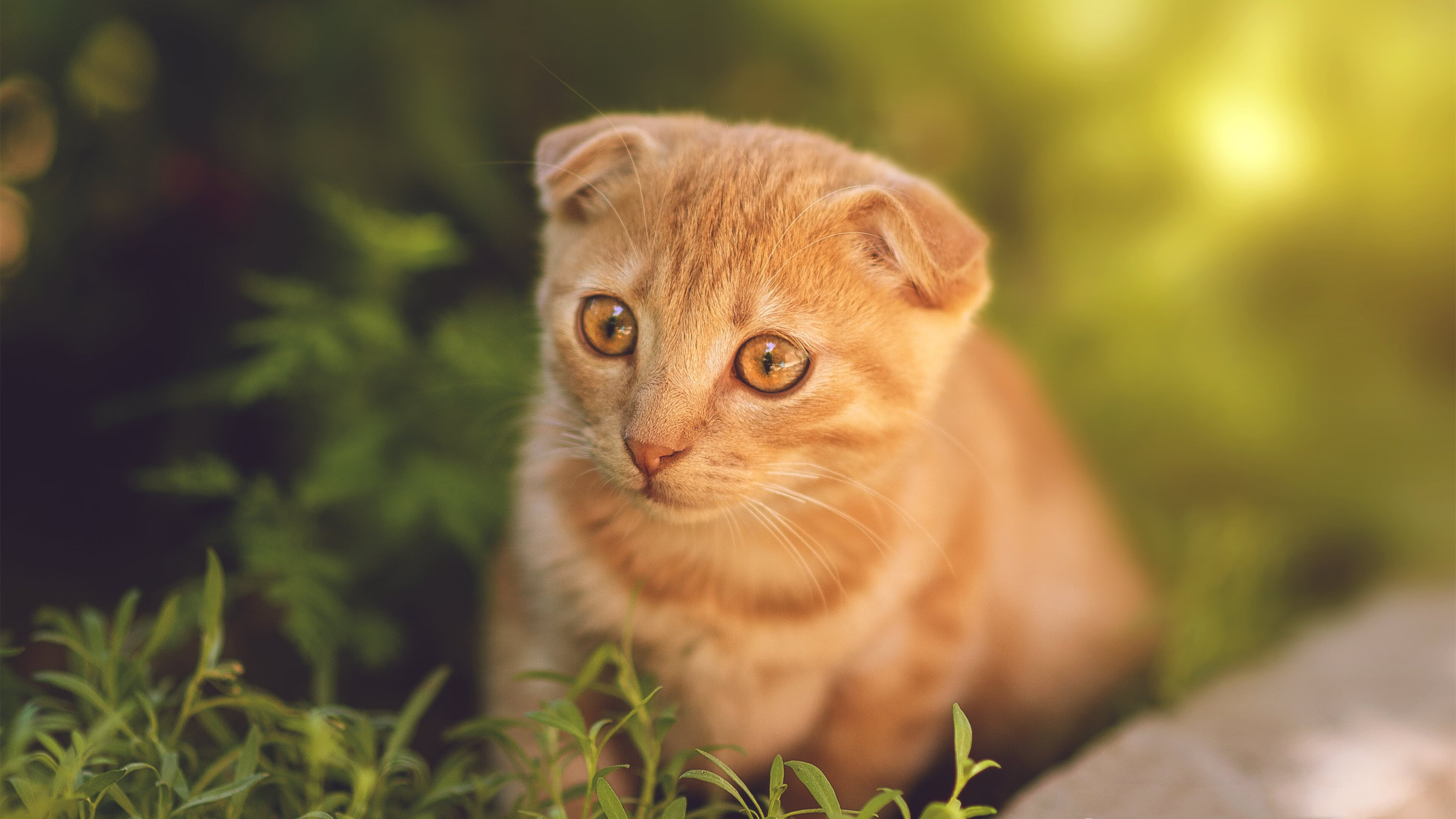 季后赛抢七之夜，切特是那根撑起全队节奏的骨骼