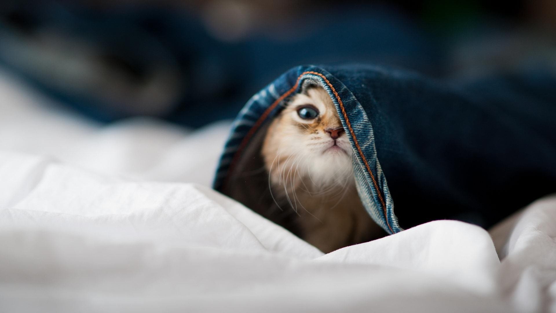 西亚卡姆一剑封喉，76人惊险猎杀雷霆