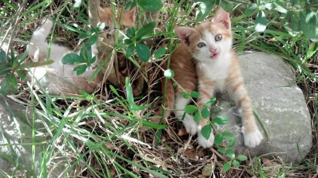 南美坚韧遭遇欧洲风暴，足球世界的两场灵魂之战