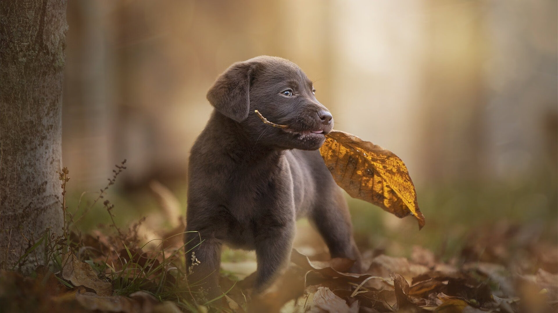 王权更迭之夜,萨城铁血扼杀首都幻梦,希腊怪物撕裂苍穹
