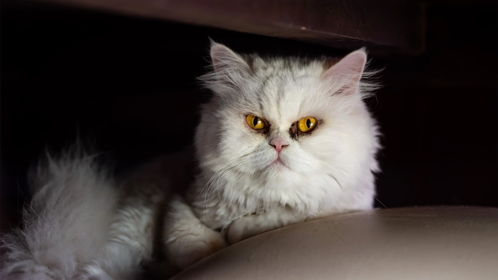 跨界风暴，当篮球天才在欧冠决赛接管比赛，鹈鹕与马刺的险胜只是序幕