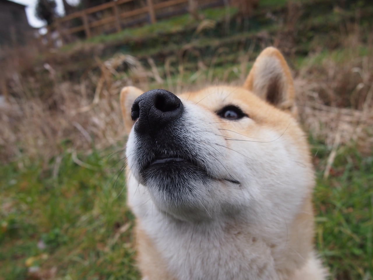 绝杀时刻!掘金西决生死战压哨击败上海队,惊心动魄的焦点对决