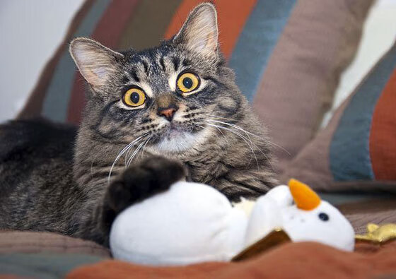 蛰穿东部第一!拉文三节打卡化身关键先生,黄蜂速胜凯尔特人引爆联盟