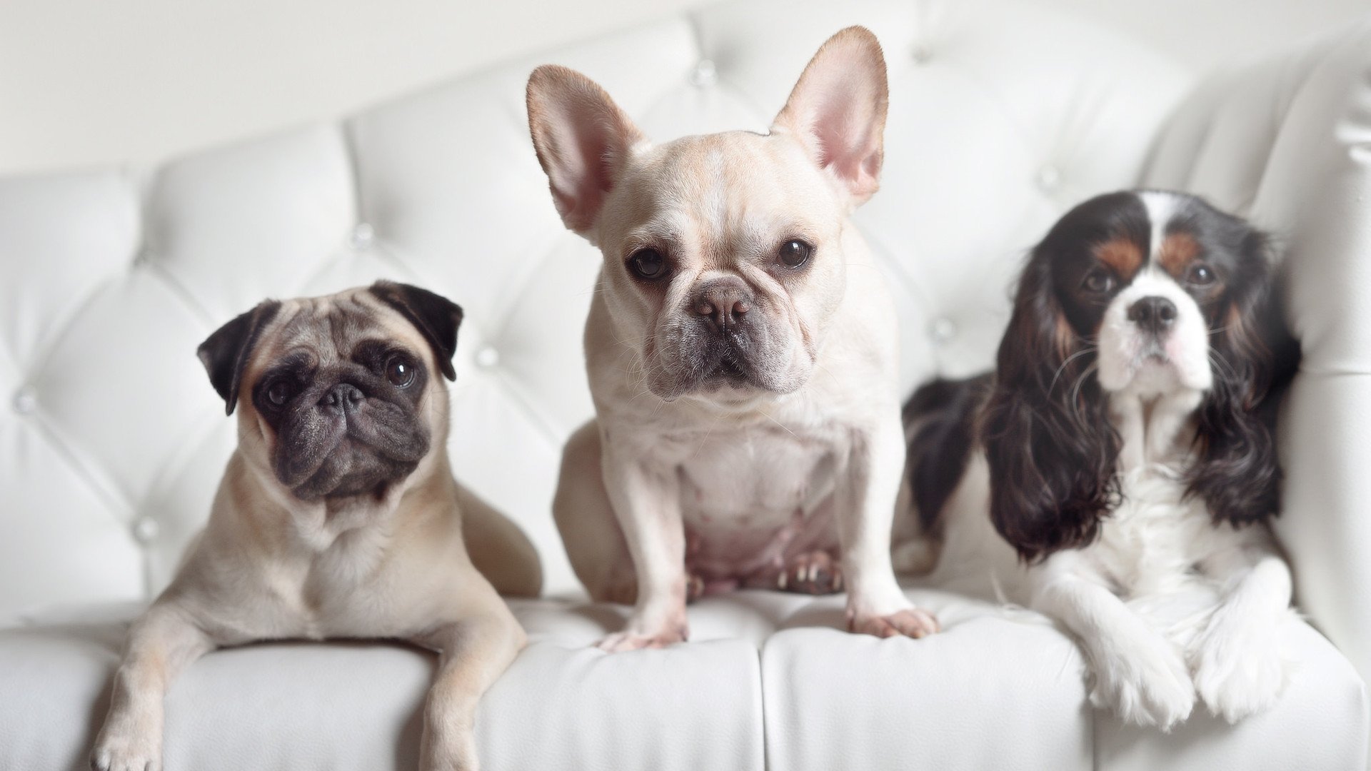 绿茵电竞风云，塞内加尔重炮手轻取米兰，布雷默化身稳定服务器全程不掉线