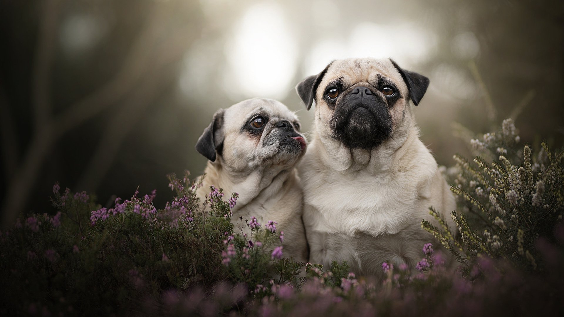 雷霆万钧，当字母哥的希腊风暴席卷北京五棵松