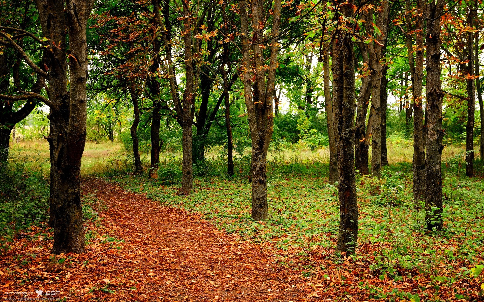 唯一性之夜,当苏亚雷斯在抢七决战中改写历史—新西兰如何终结澳大利亚的霸权