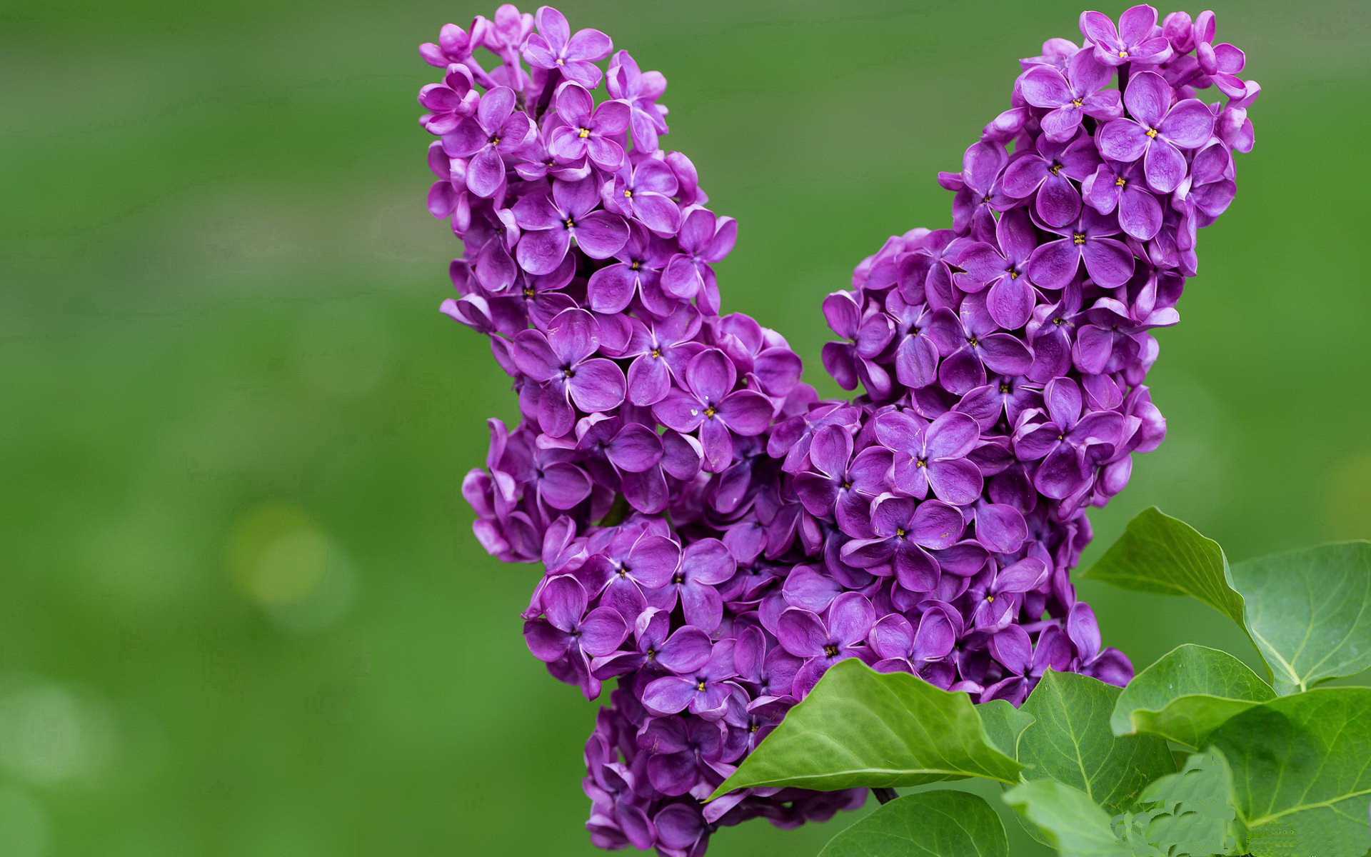 巴黎式足球的残酷美学,当体系粉碎天赋,黄喜灿如何成为最尖锐的手术刀?