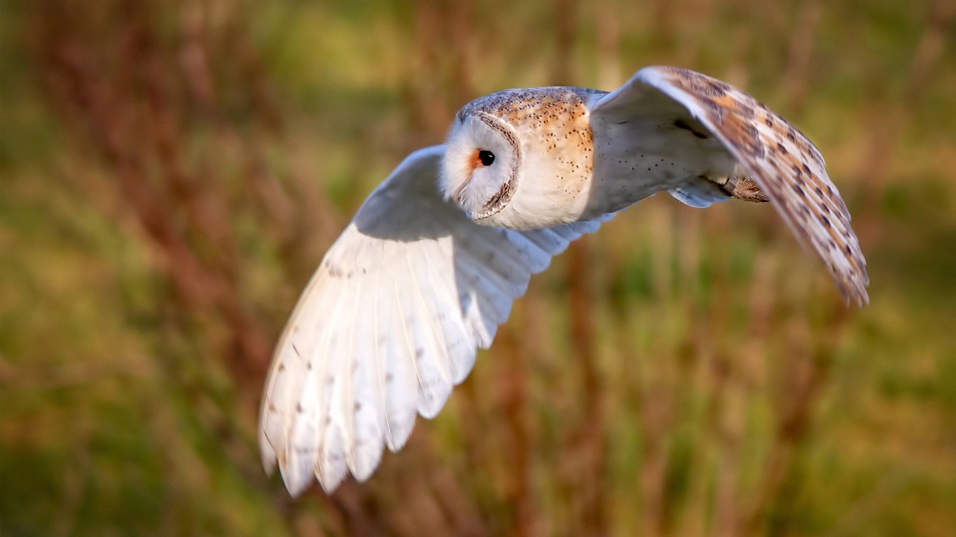 总决赛冷面刺客,利拉德的稳定输出书写伟大传承
