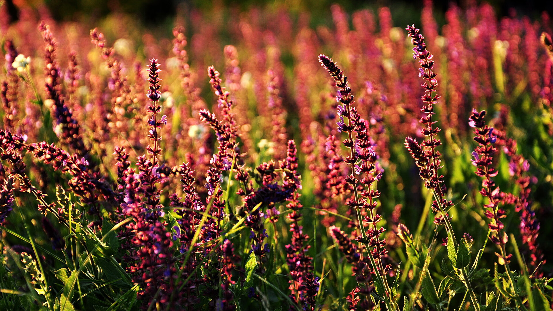 焦点对决，武切维奇大场面认证之战，湖人对阵老鹰他已成全场核心