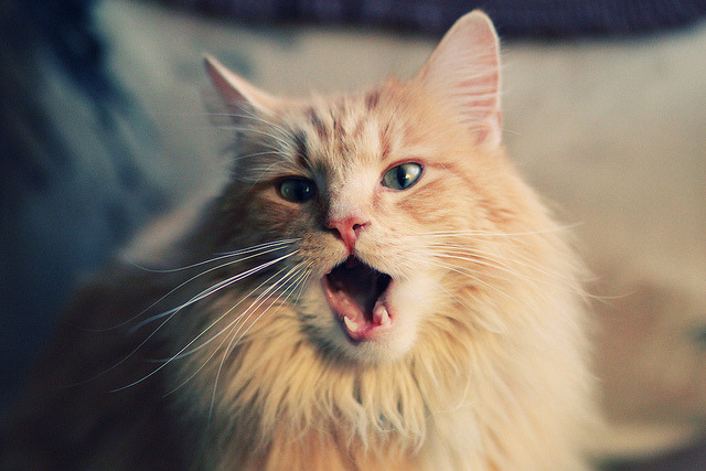 哨响前42秒，当詹姆斯在平行宇宙中执掌山西与爵士的命运