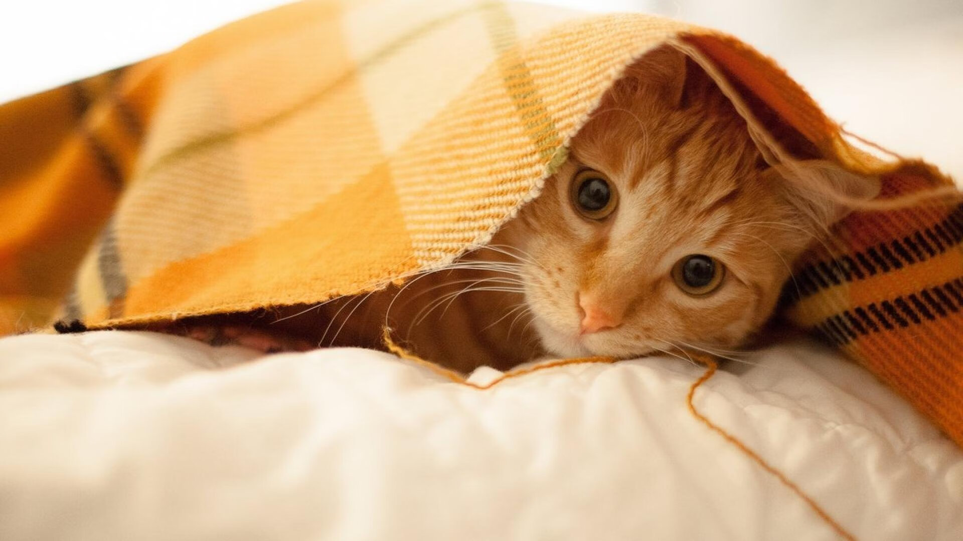 领袖之战，哈利伯顿狂飙三分雨，东契奇加时封神定江山