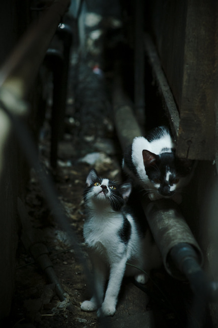 守夜人之死与右翼天使的加冕，马里翻盘切尔西与卡瓦哈尔的不可阻挡悖论