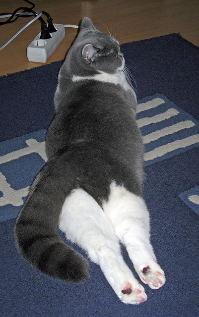 颠覆与重塑的利刃，当国家德比的战术火焰，点燃几内亚大地的胜利之火